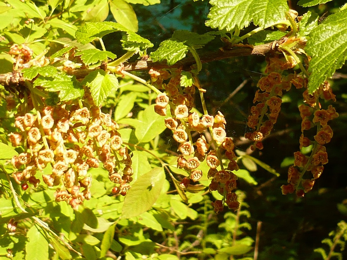 Ribes petraeum (Grossulariaceae)